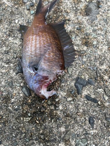 スズメダイの釣果