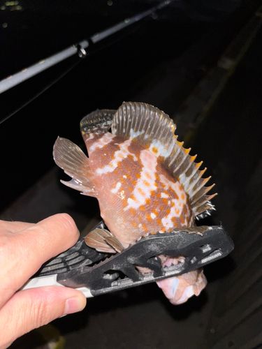 キジハタの釣果