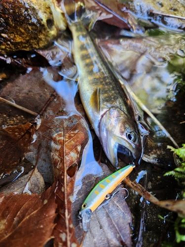 ニッコウイワナの釣果