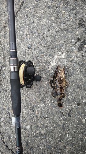 タケノコメバルの釣果