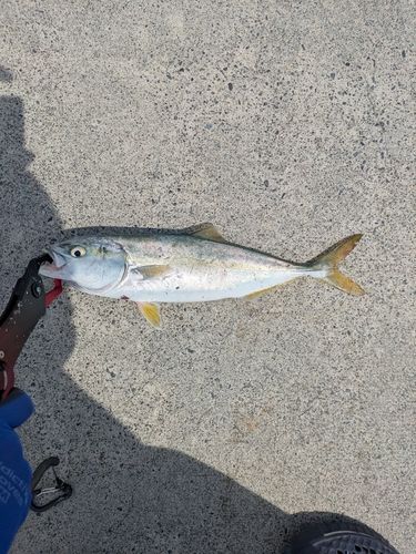 イナダの釣果