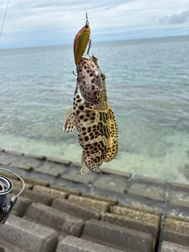 カンモンハタの釣果