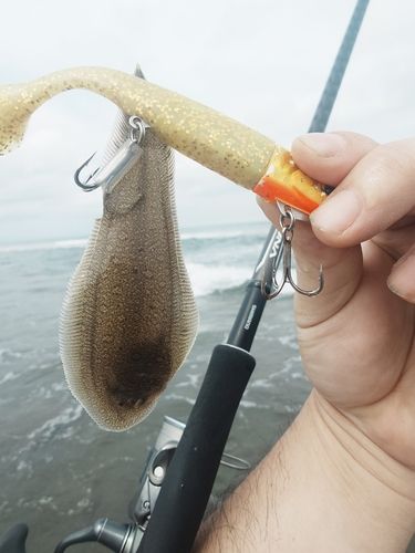シタビラメの釣果
