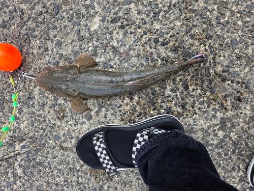 マゴチの釣果