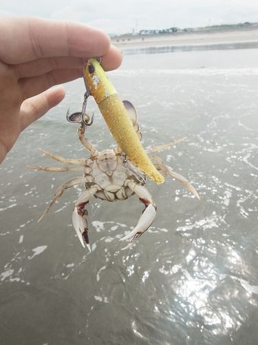 カニの釣果