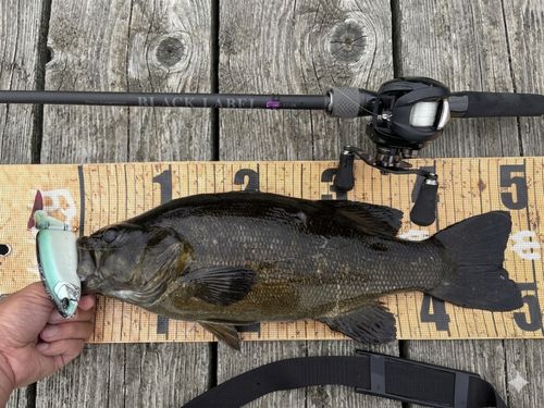 スモールマウスバスの釣果