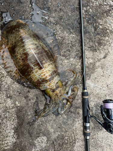 アオリイカの釣果
