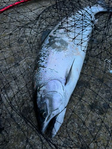 サクラマスの釣果