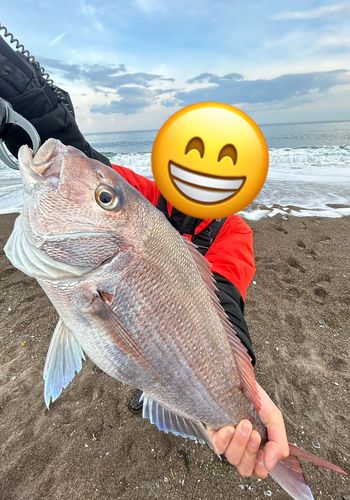 タイの釣果
