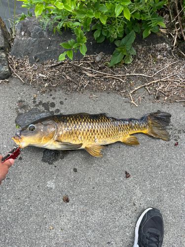 コイの釣果