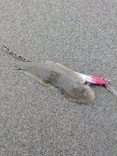 シタビラメの釣果