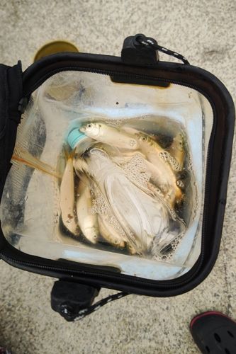サッパの釣果