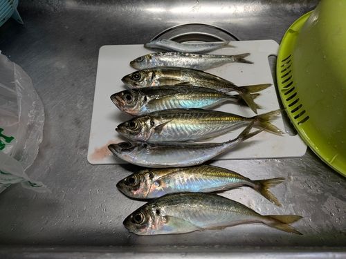 アジの釣果