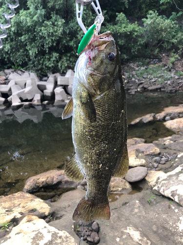 スモールマウスバスの釣果