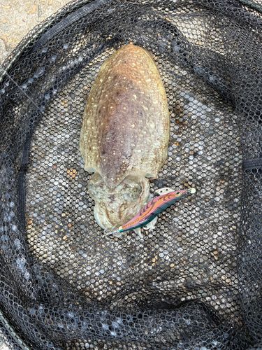コウイカの釣果