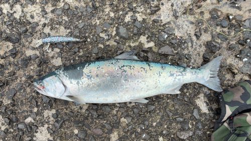 サクラマスの釣果
