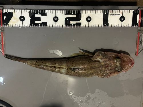 マゴチの釣果