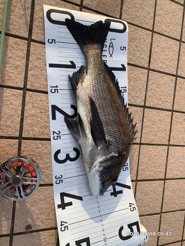 チヌの釣果
