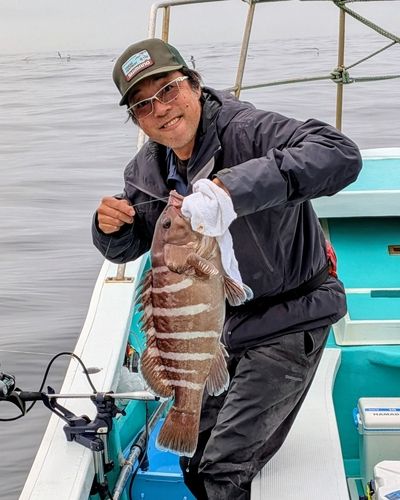 マハタの釣果