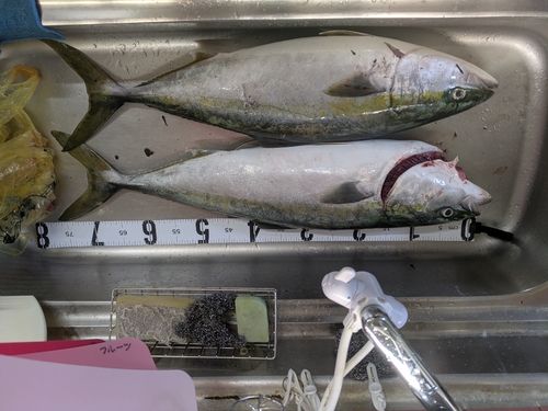 ヤズの釣果
