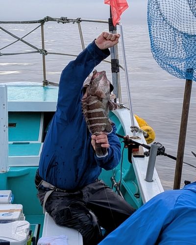 マハタの釣果