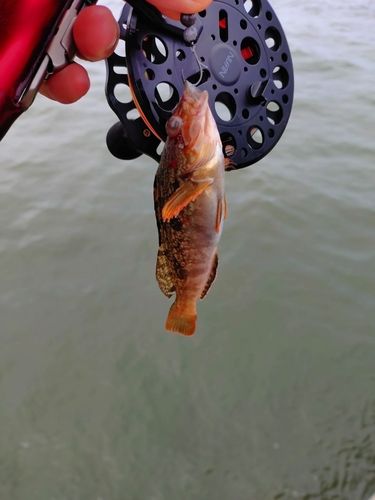 ベラの釣果