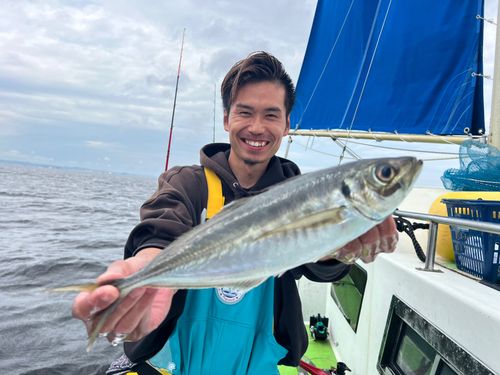 マアジの釣果