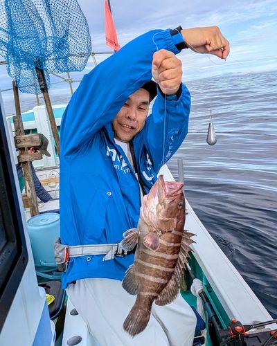 マハタの釣果