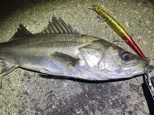 マルスズキの釣果