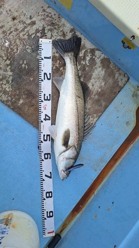 スズキの釣果