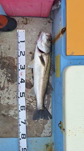 スズキの釣果