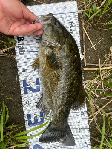 スモールマウスバスの釣果