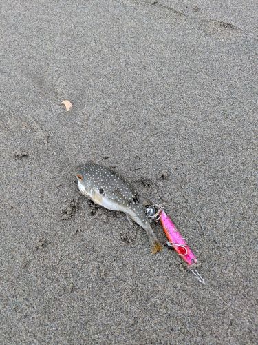 フグの釣果