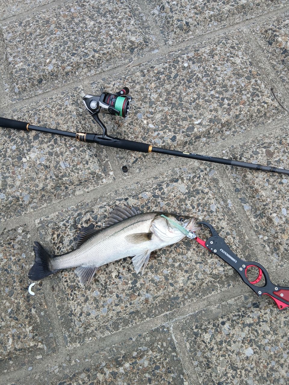 DAIWA 20ラテオ モバイル 86ML-4の最安値・インプレ・釣果 | 本音の