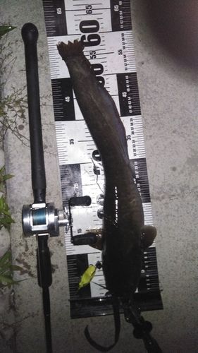 ニホンナマズの釣果