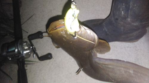 ニホンナマズの釣果