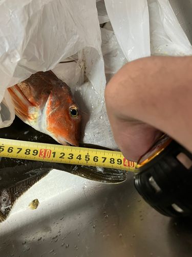 カナガシラの釣果