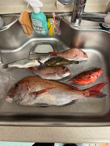 タイの釣果