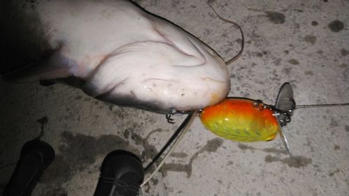 ニホンナマズの釣果