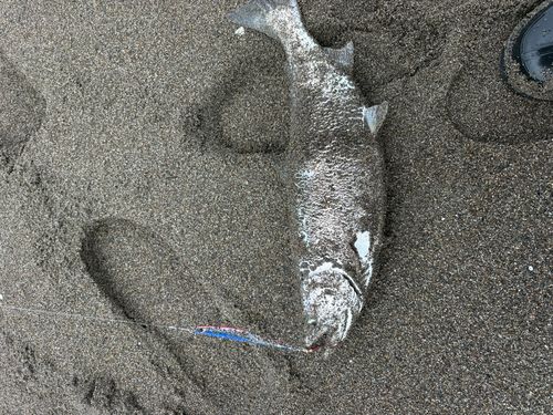 サクラマスの釣果
