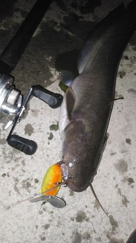 ニホンナマズの釣果