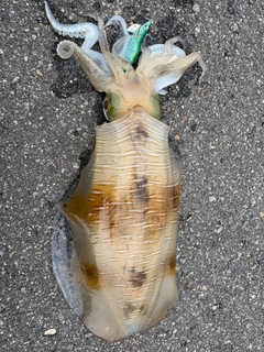 アオリイカの釣果