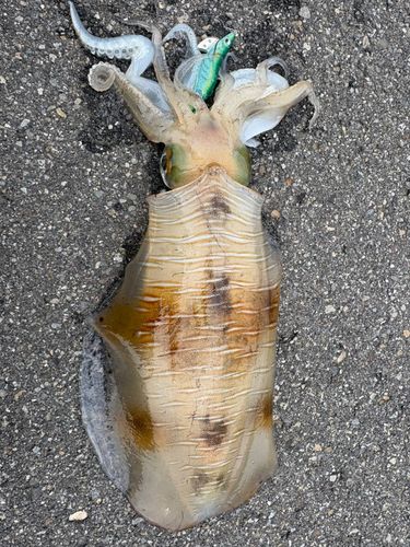 アオリイカの釣果