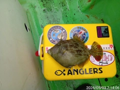 カワハギの釣果