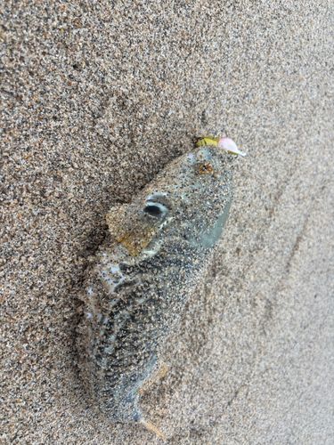 シマフグの釣果