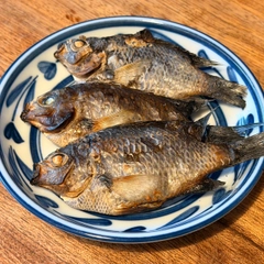 スズメダイの釣果