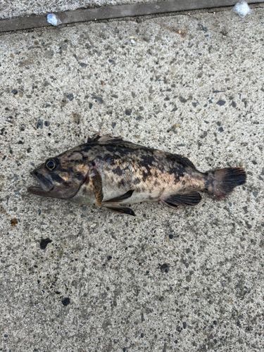 クロソイの釣果