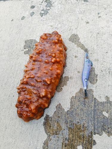ナマコの釣果