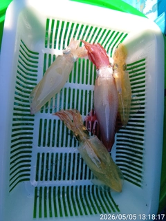 マルイカの釣果