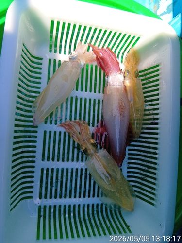 マルイカの釣果